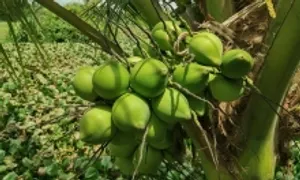 Uống nước dừa thế nào không tăng đường huyết?